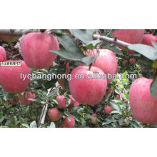 Shandong origen fuente de alta calidad Fuji manzana